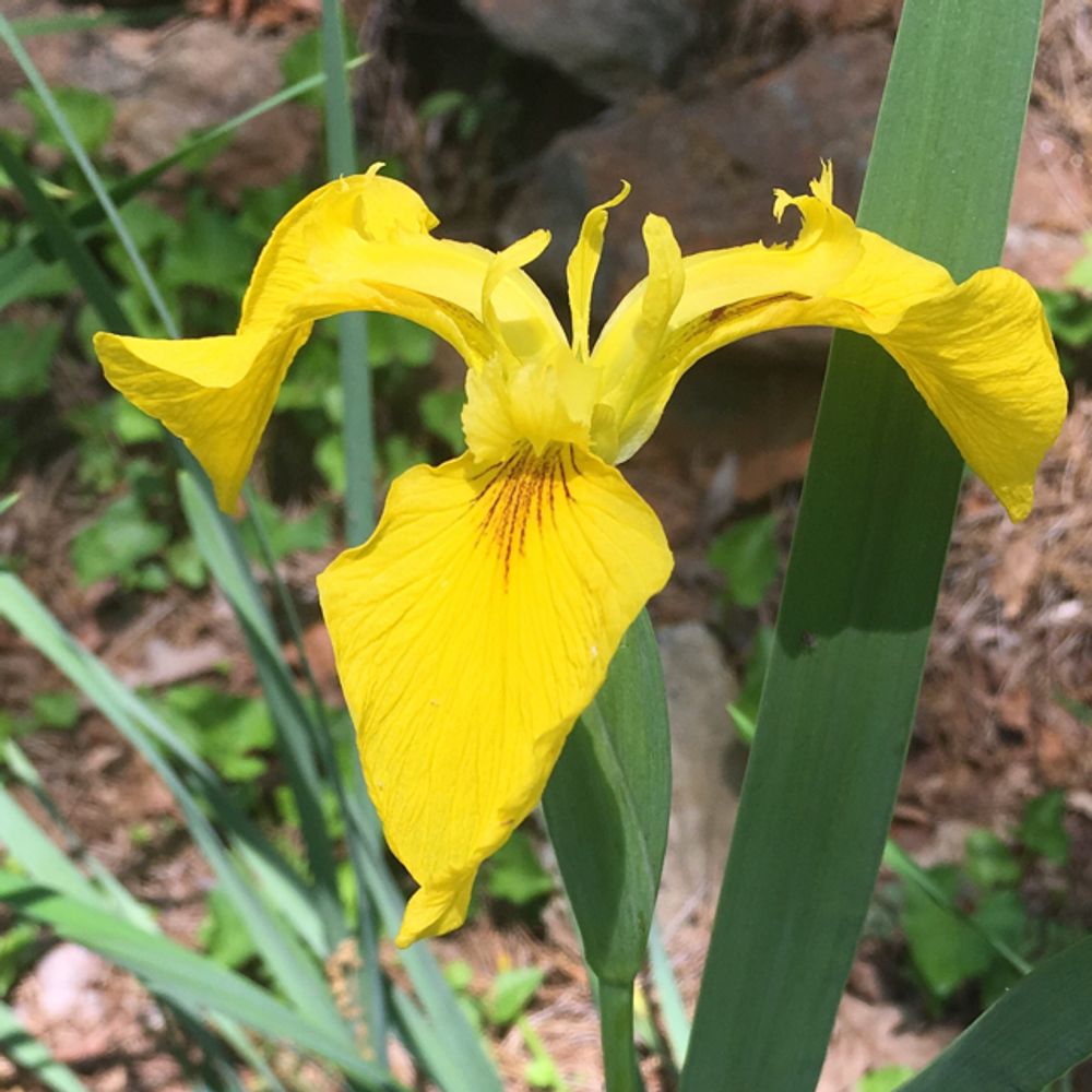 Yellow flag