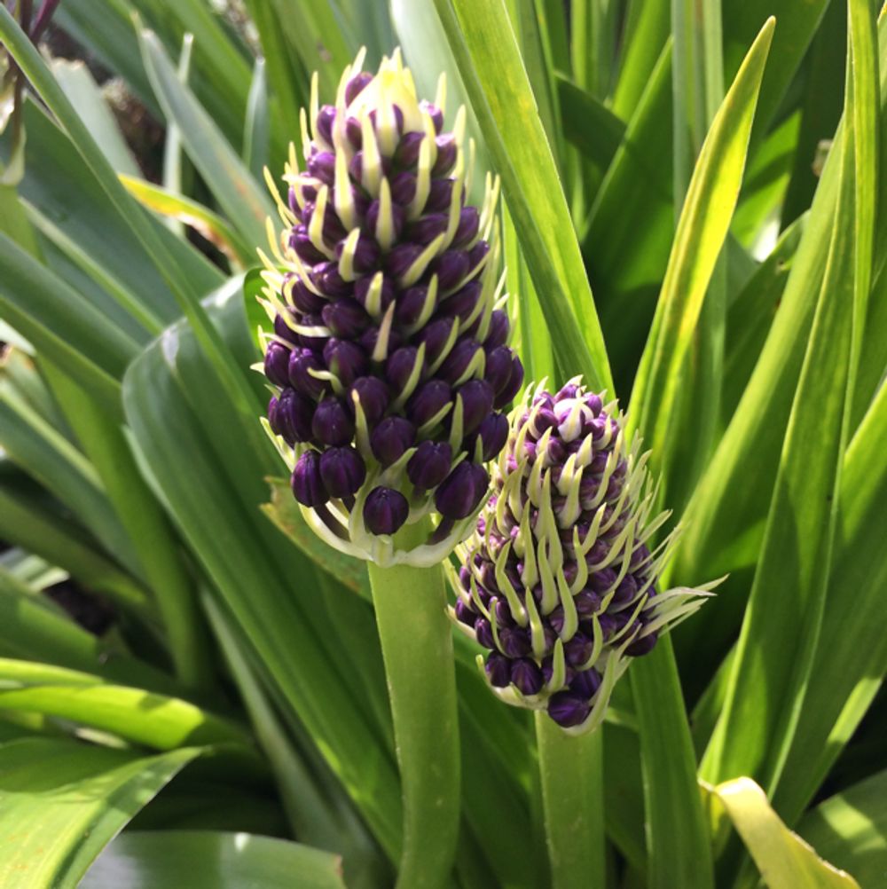 Portuguese squill