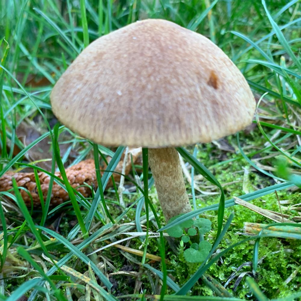 Mower's mushroom