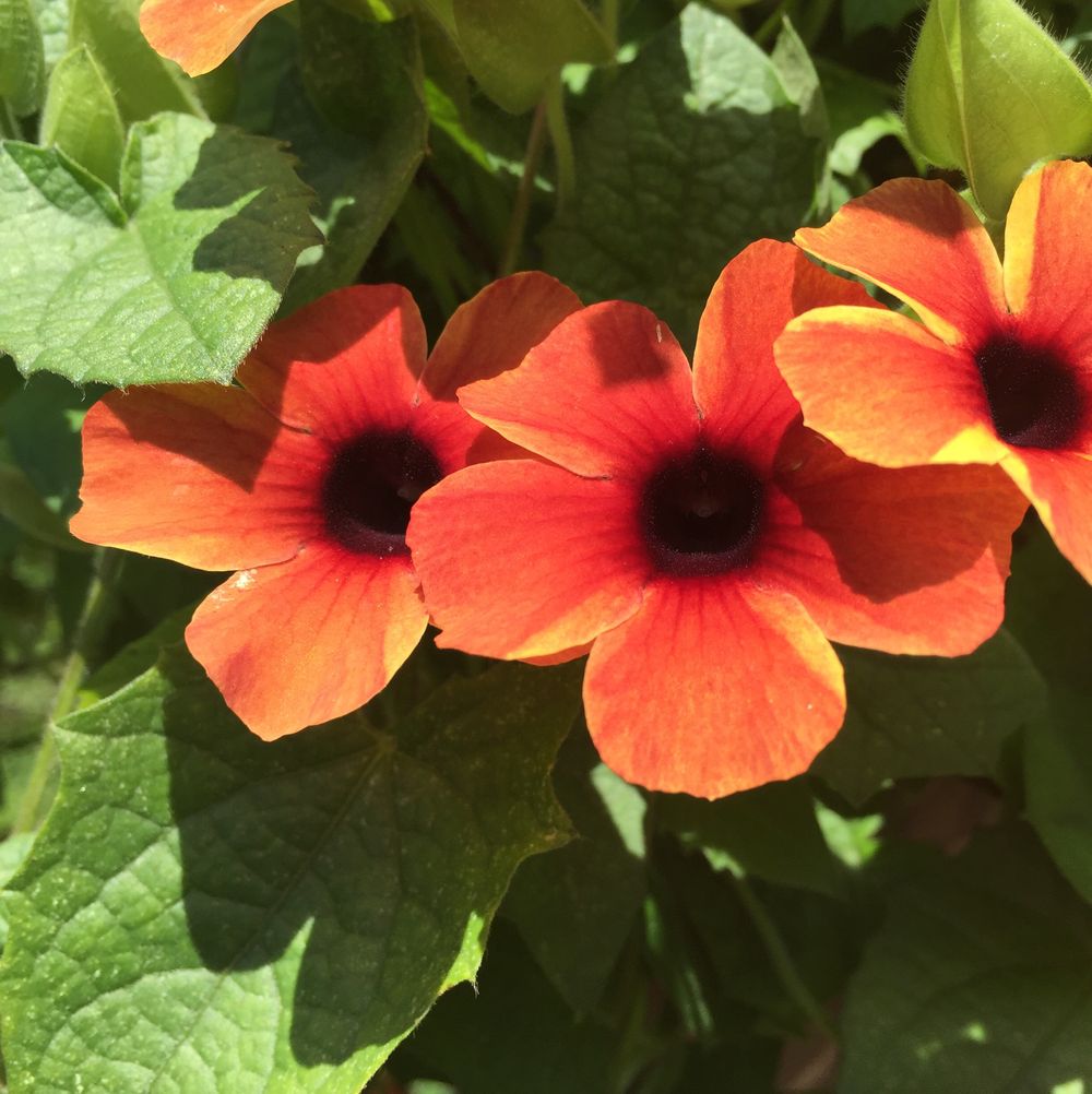Black-eyed susan vine