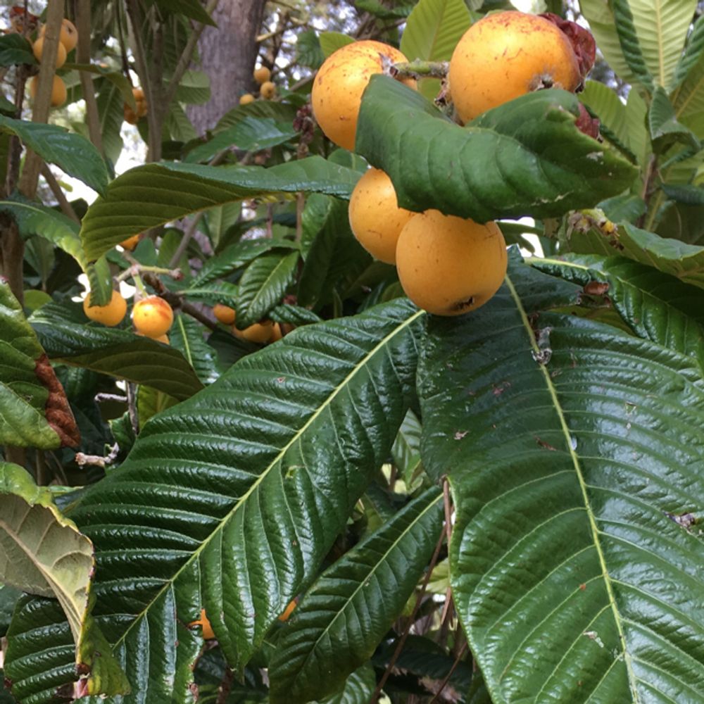 Loquat