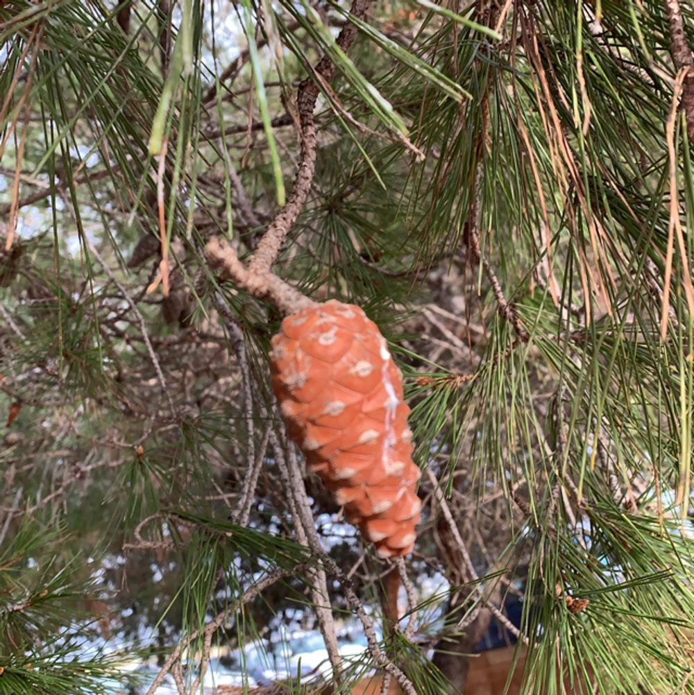 Aleppo pine