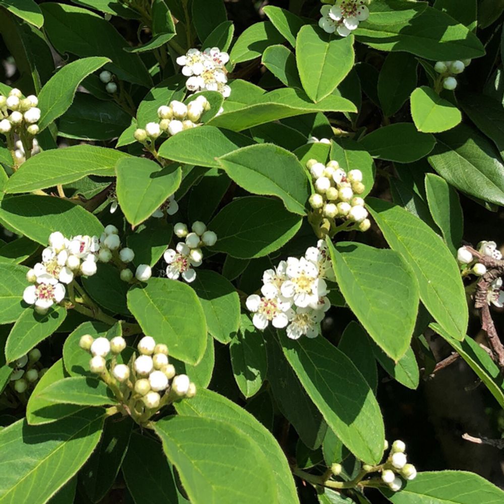 Silverleaf cotoneaster
