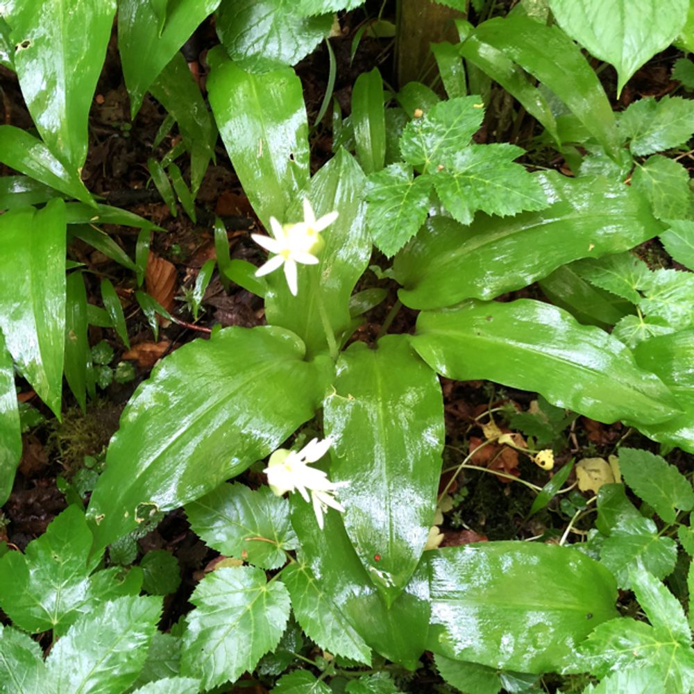 Wild garlic