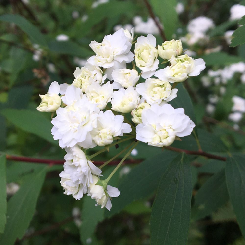 Reeve's spiraea