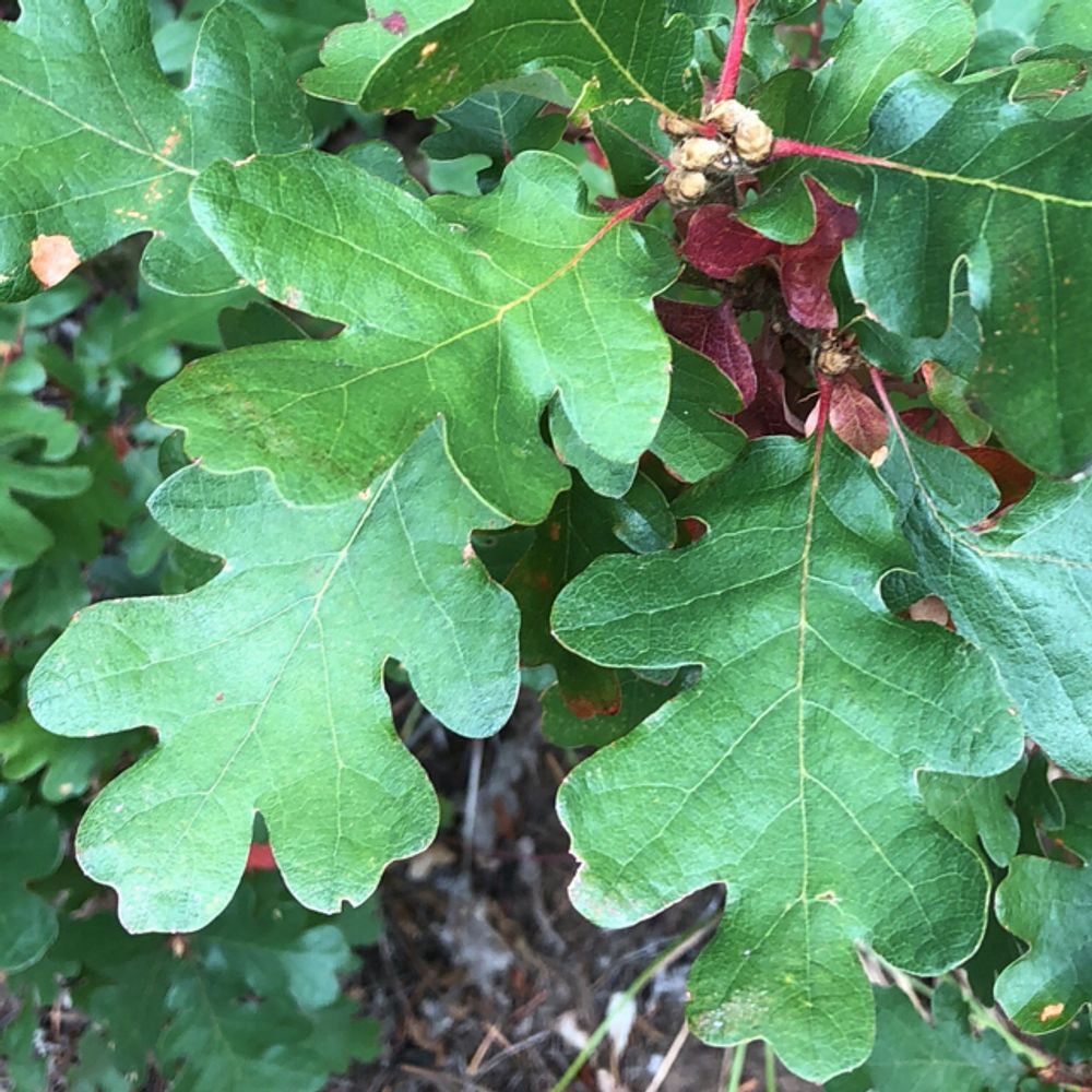 Valley oak (Quercus lobata) - Image 1 of 10
