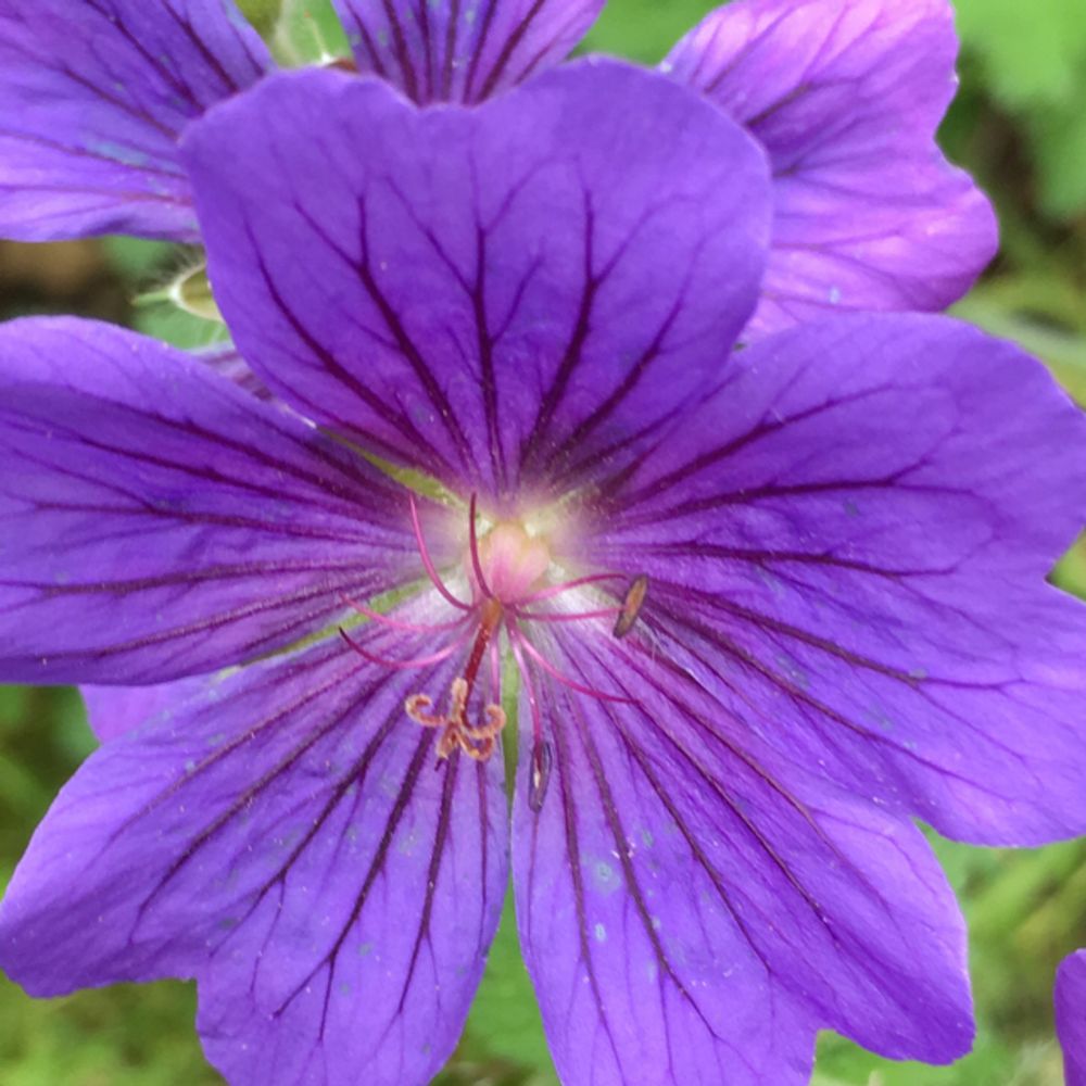 Mauritanian mallow