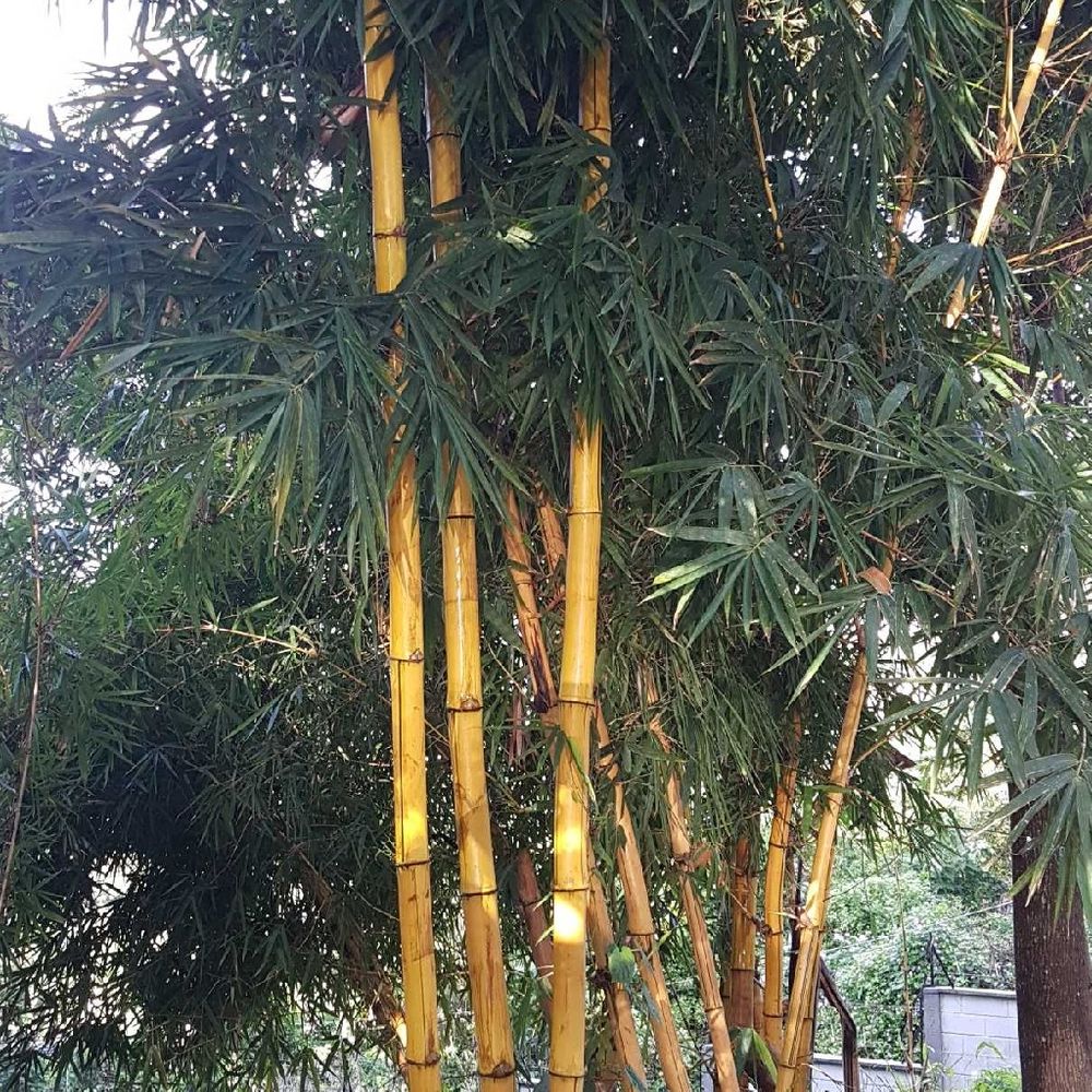 Balcooa bamboo