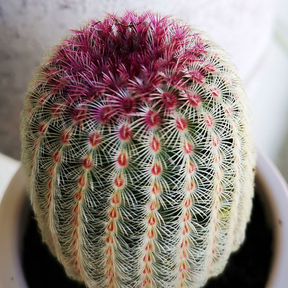 Rainbow cactus - Plantsnap - Identify Plants, Trees, Mushrooms With An App