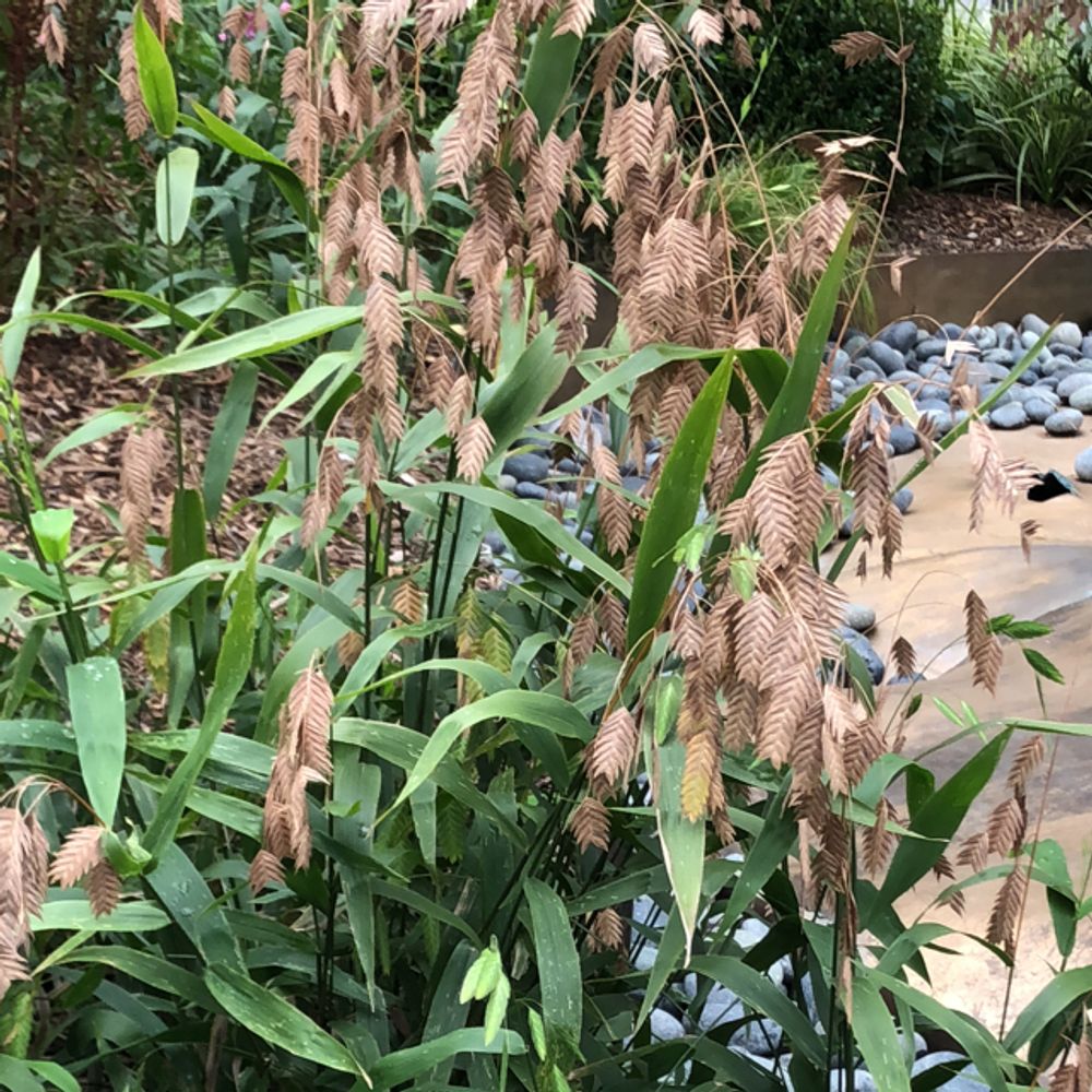 Northern sea oats (Chasmanthium latifolium) - Image 1 of 10