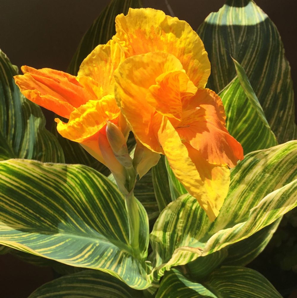 How to care for Pretoria canna - Complete Plant Care Guide | PlantSnap -  Plantsnap - Identify Plants, Trees, Mushrooms With An App