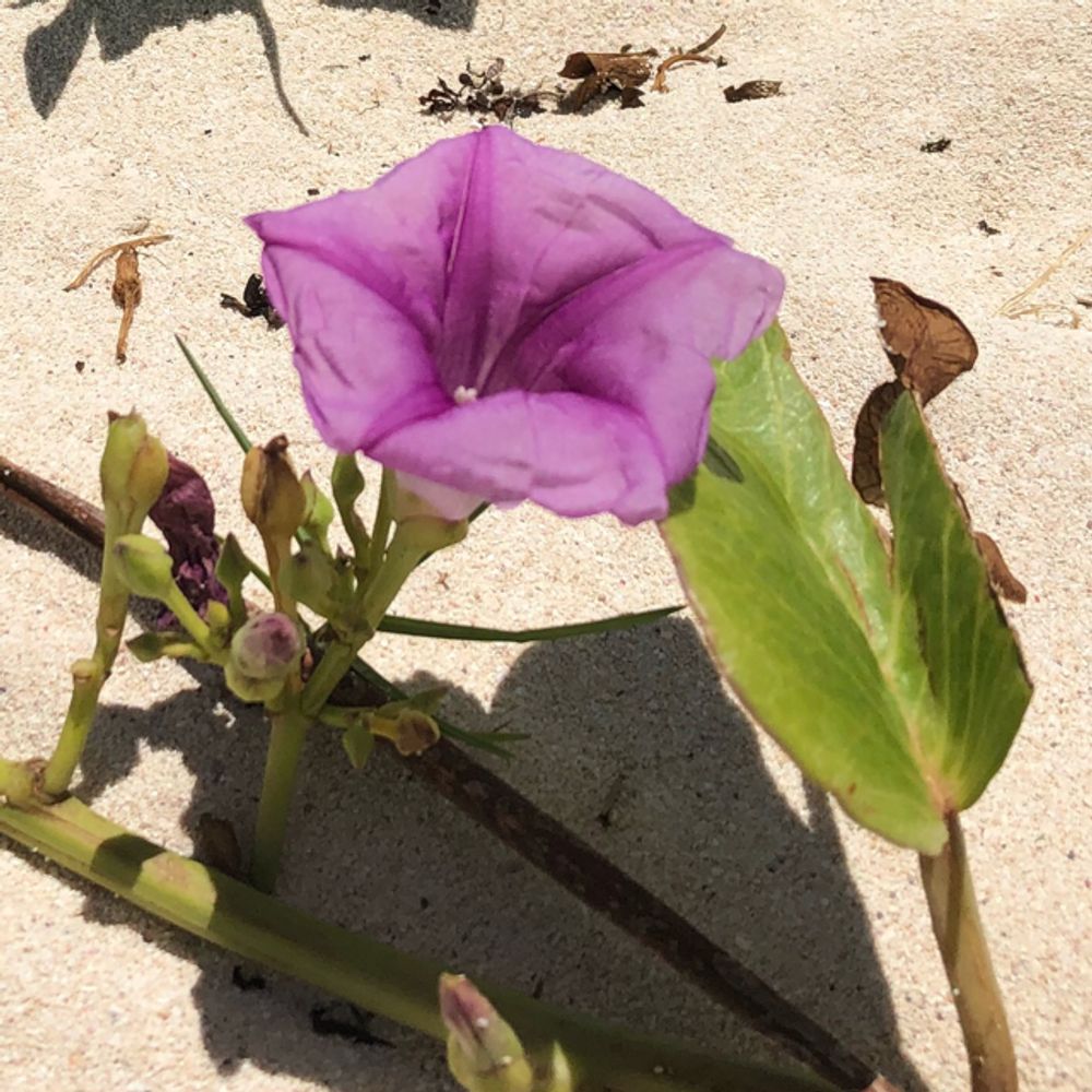 Lavender moonvine