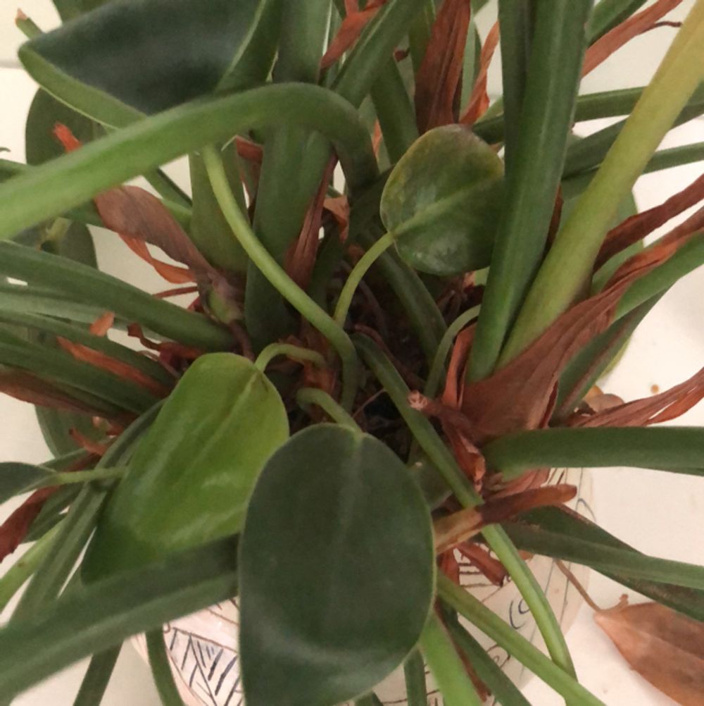 Tate's philodendron - Plantsnap - Identify Plants, Trees, Mushrooms With An  App