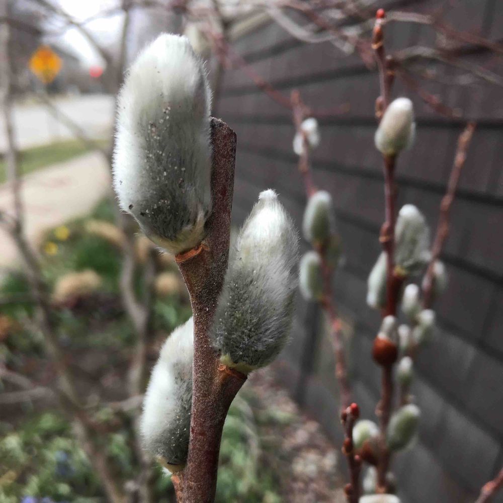 Pussy willow
