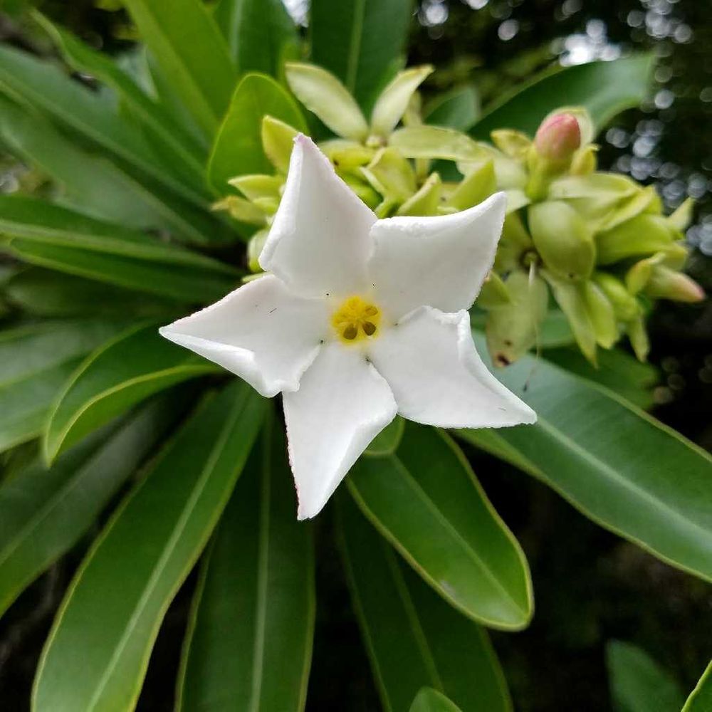 Suicide tree - Plantsnap - Identify Plants, Trees, Mushrooms With An App