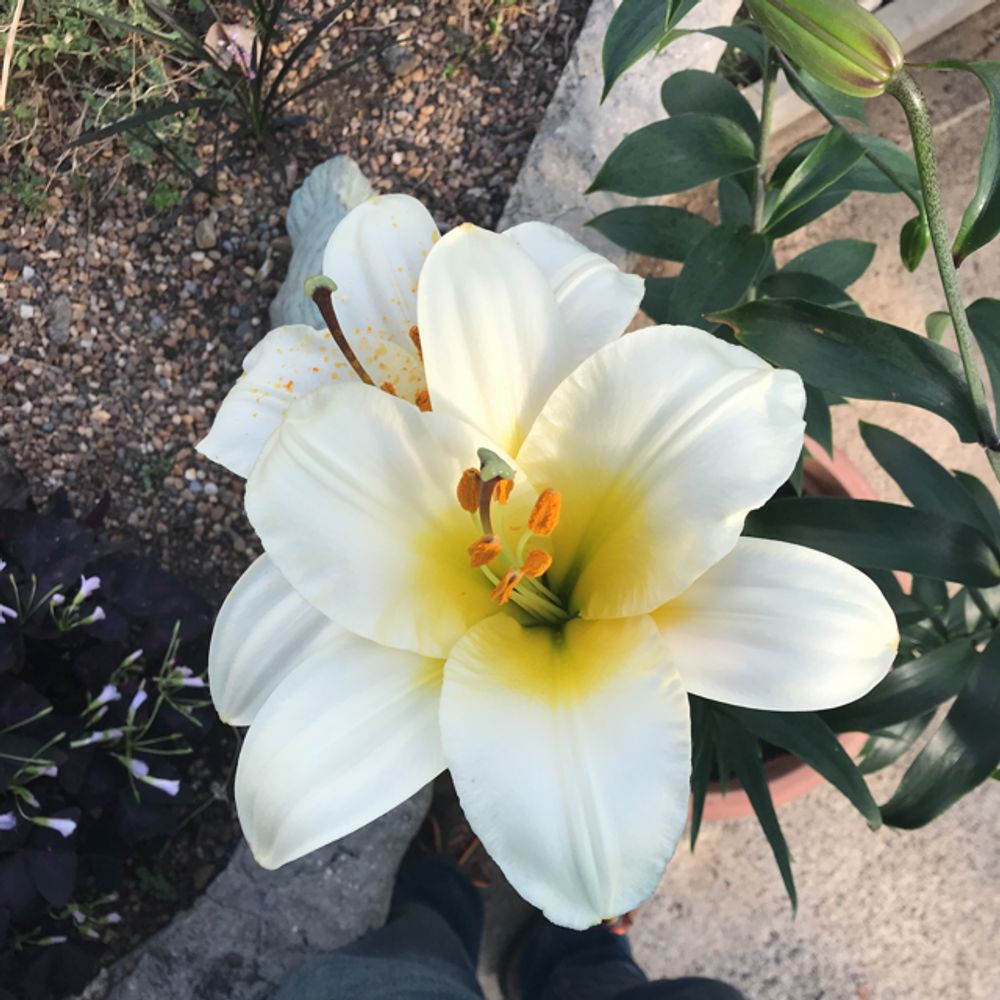 Madonna lily - Plantsnap - Identify Plants, Trees, Mushrooms With An App