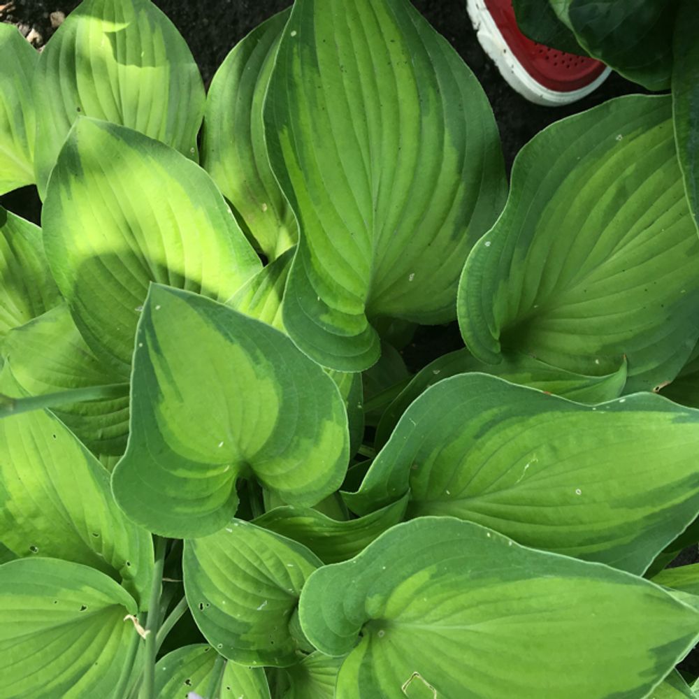 Plantain lily