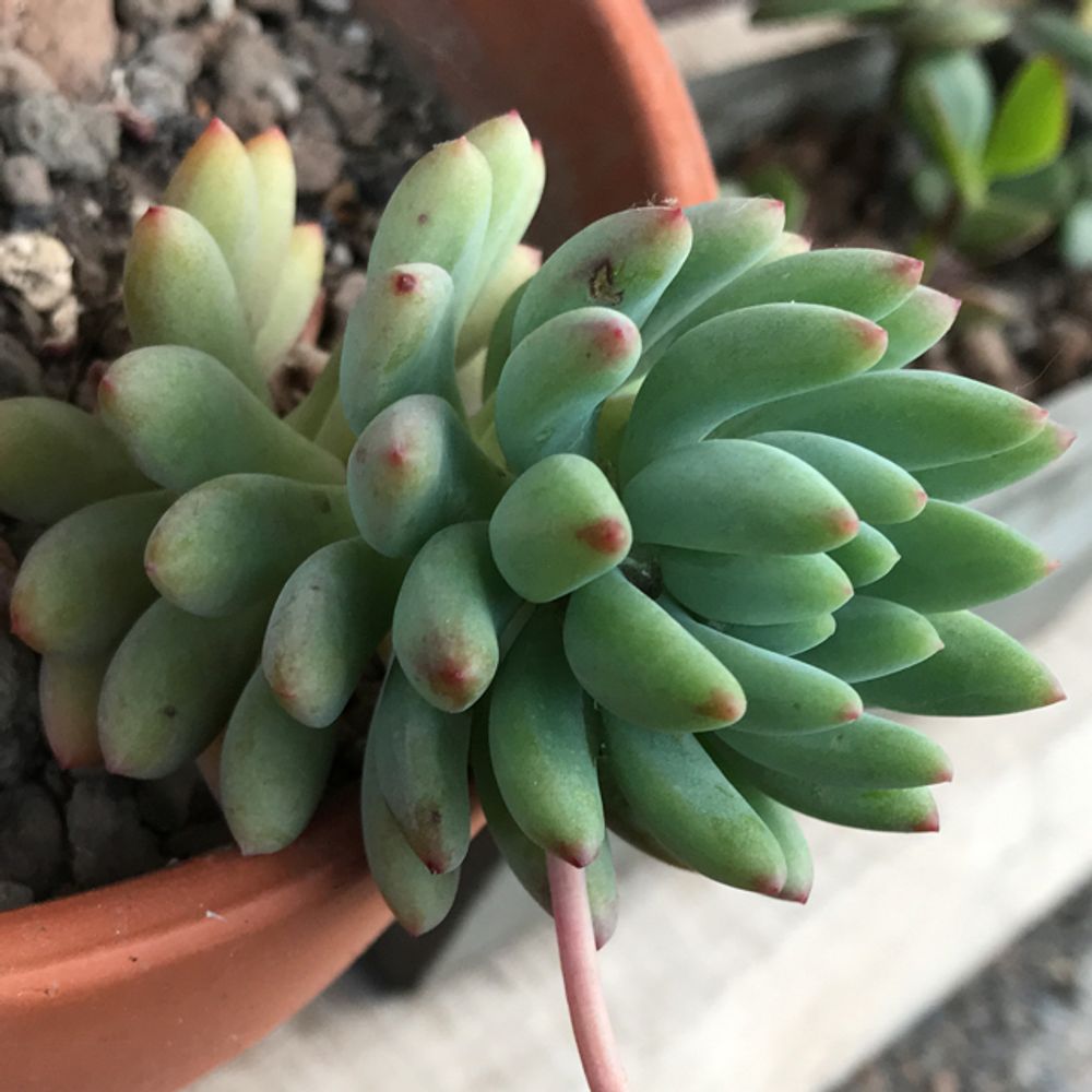 Hooker's pachyphytum