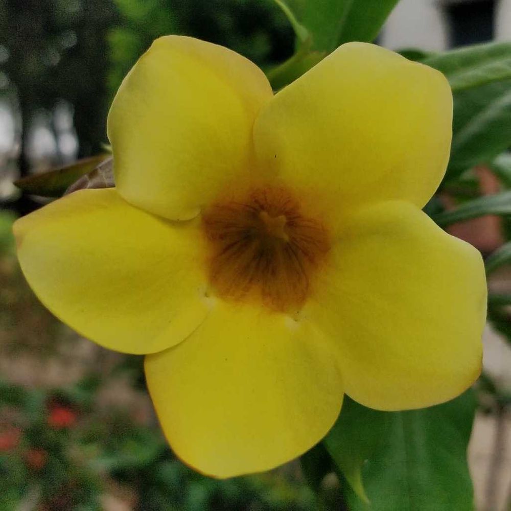 Golden trumpet