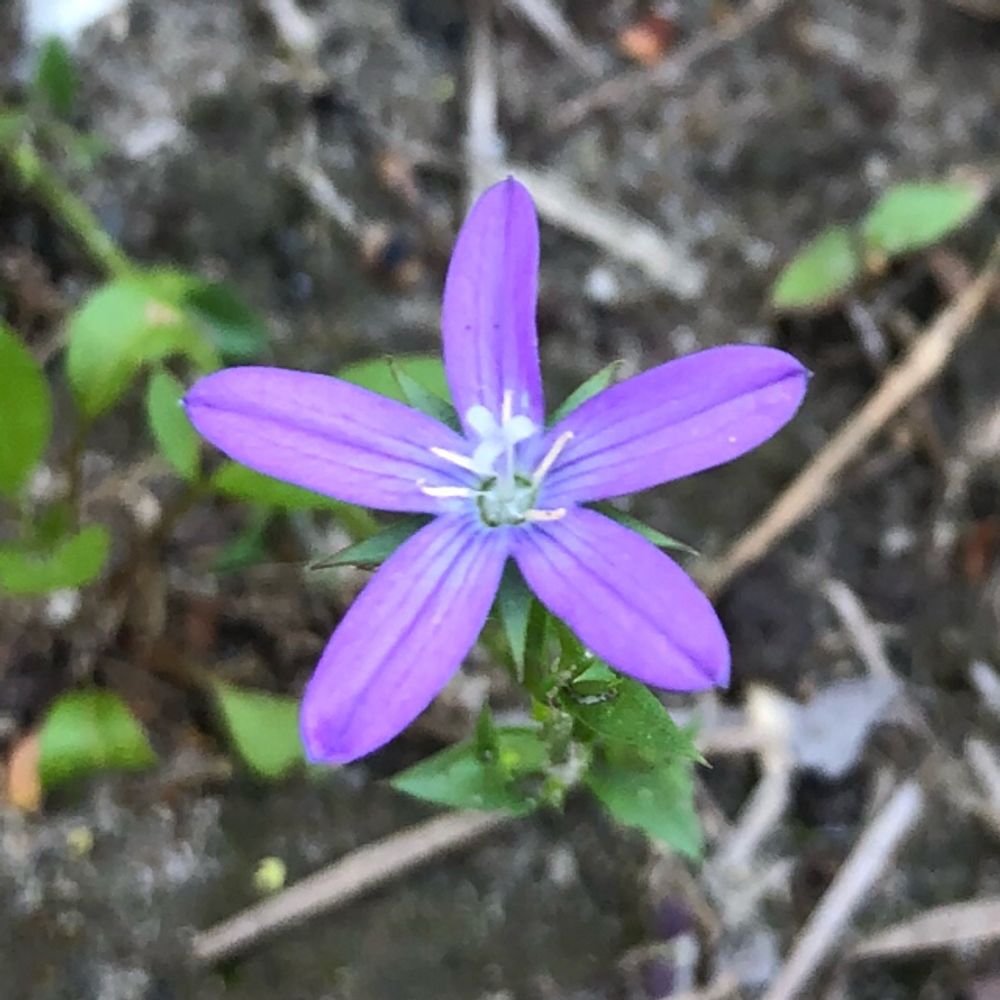 Dwarf brodiaea (Brodiaea minor) - Image 1 of 10