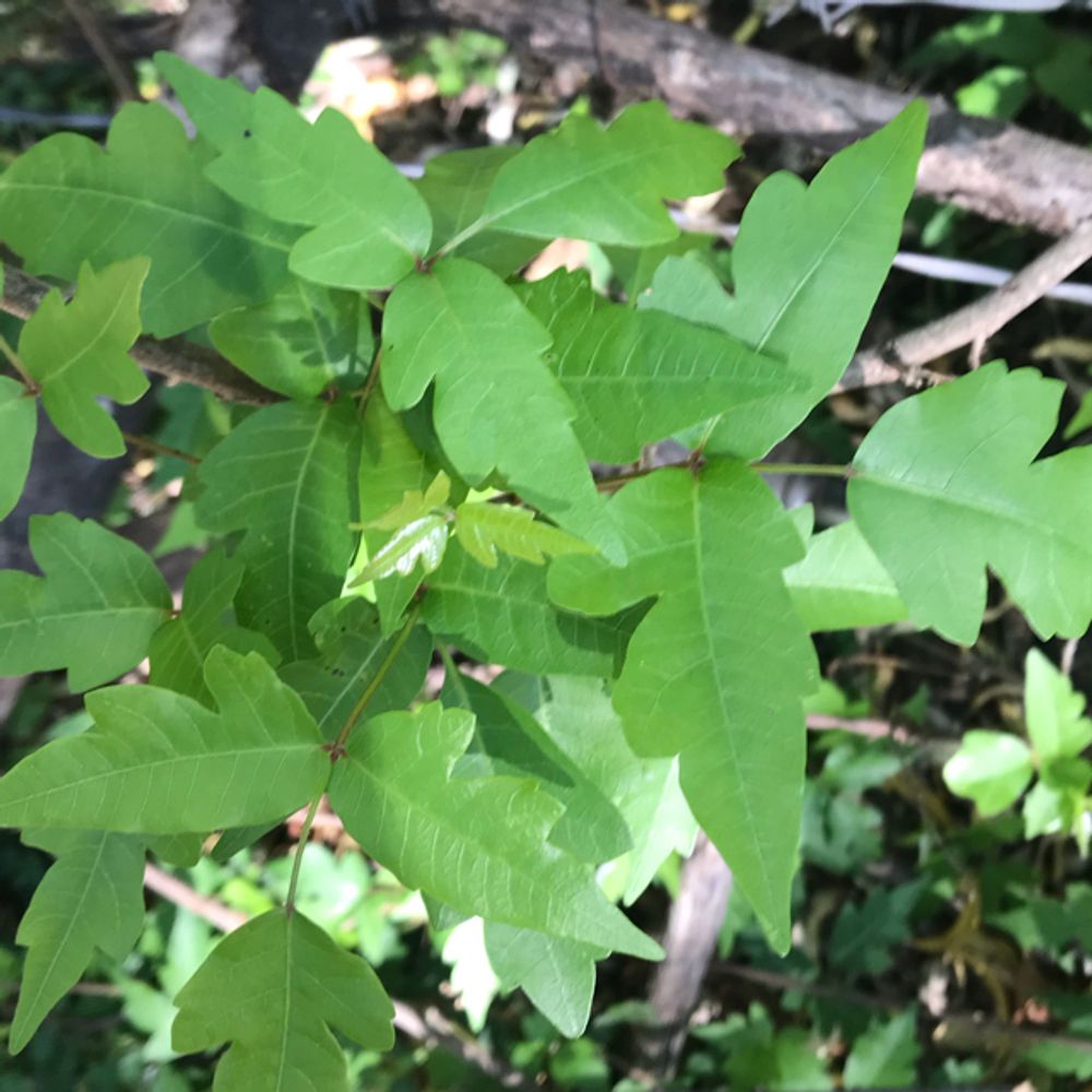 Eastern poison ivy