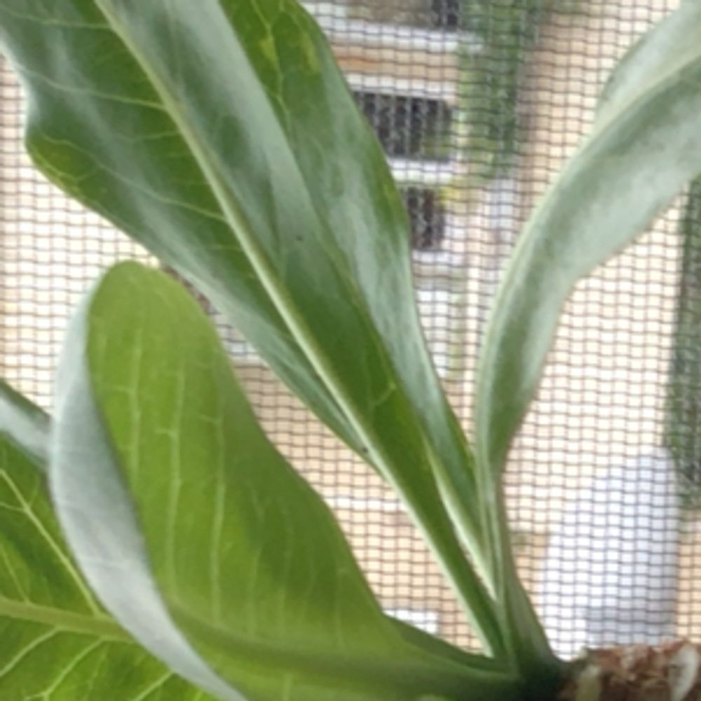 buy sansevieria trifasciata online 3-5 FT Snake Plant (trifasciata)- NYC, NJ, CT, Boston, Providence,  Washington DC, Baltimore, Philadelphia, Princeton, Long Island, and Upstate  NY Local Plant Delivery  Dahing Plants