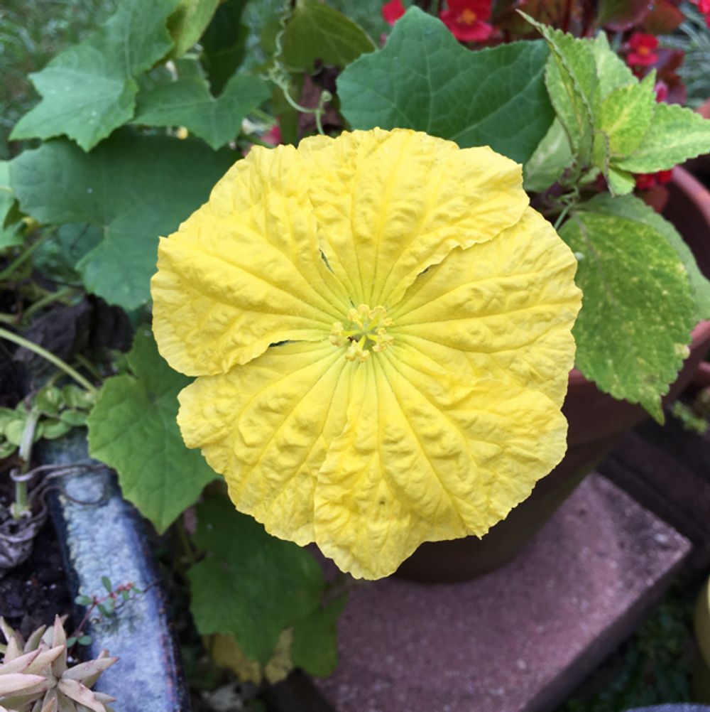 Sponge gourd