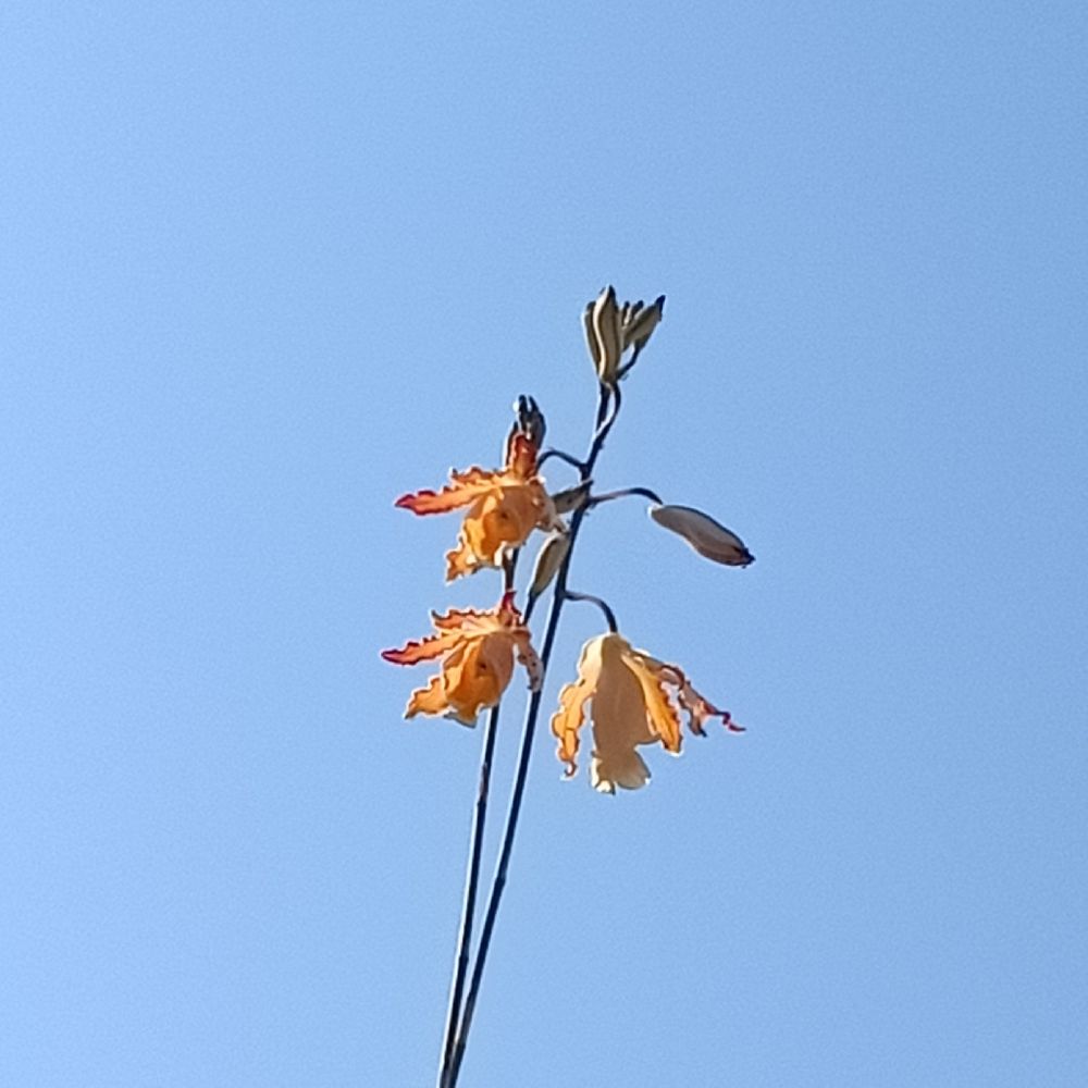 Cowhorn orchid