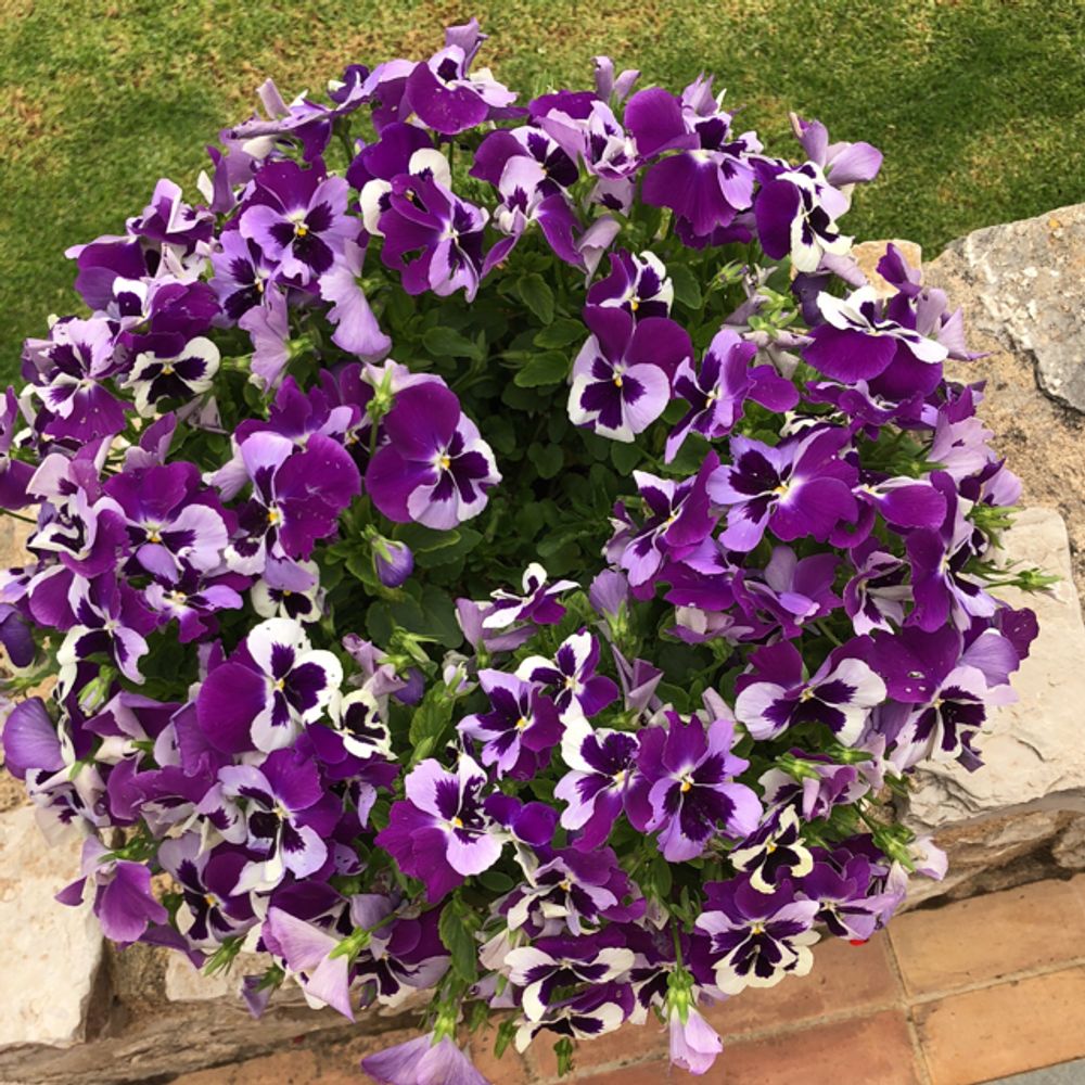 Wild pansy