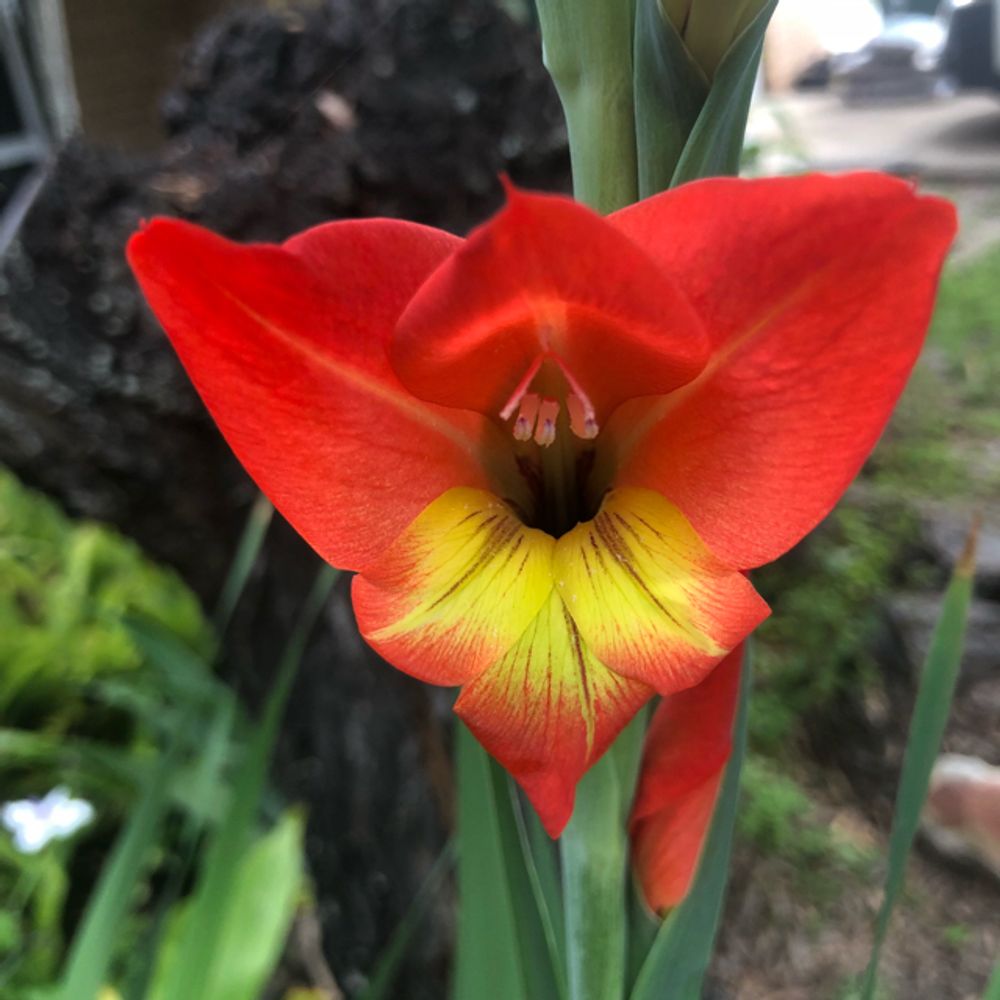 Parrot gladiolus