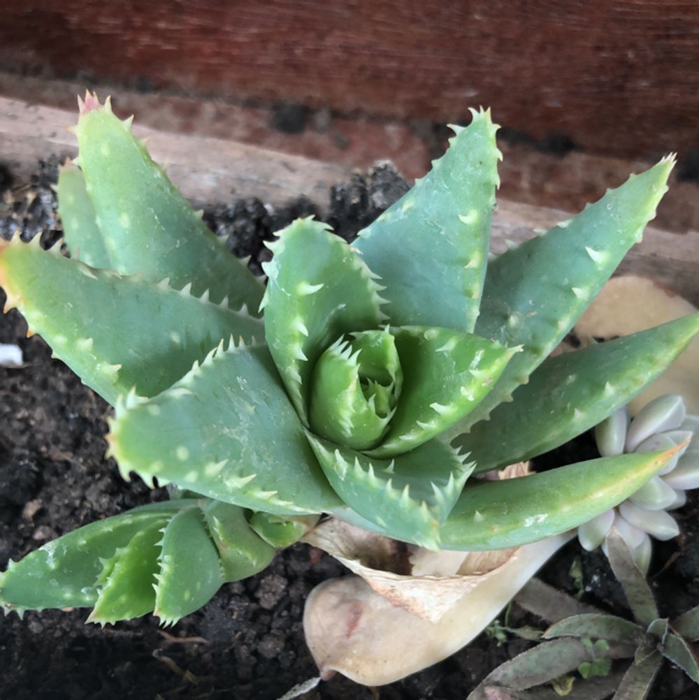 Short-leaved aloe