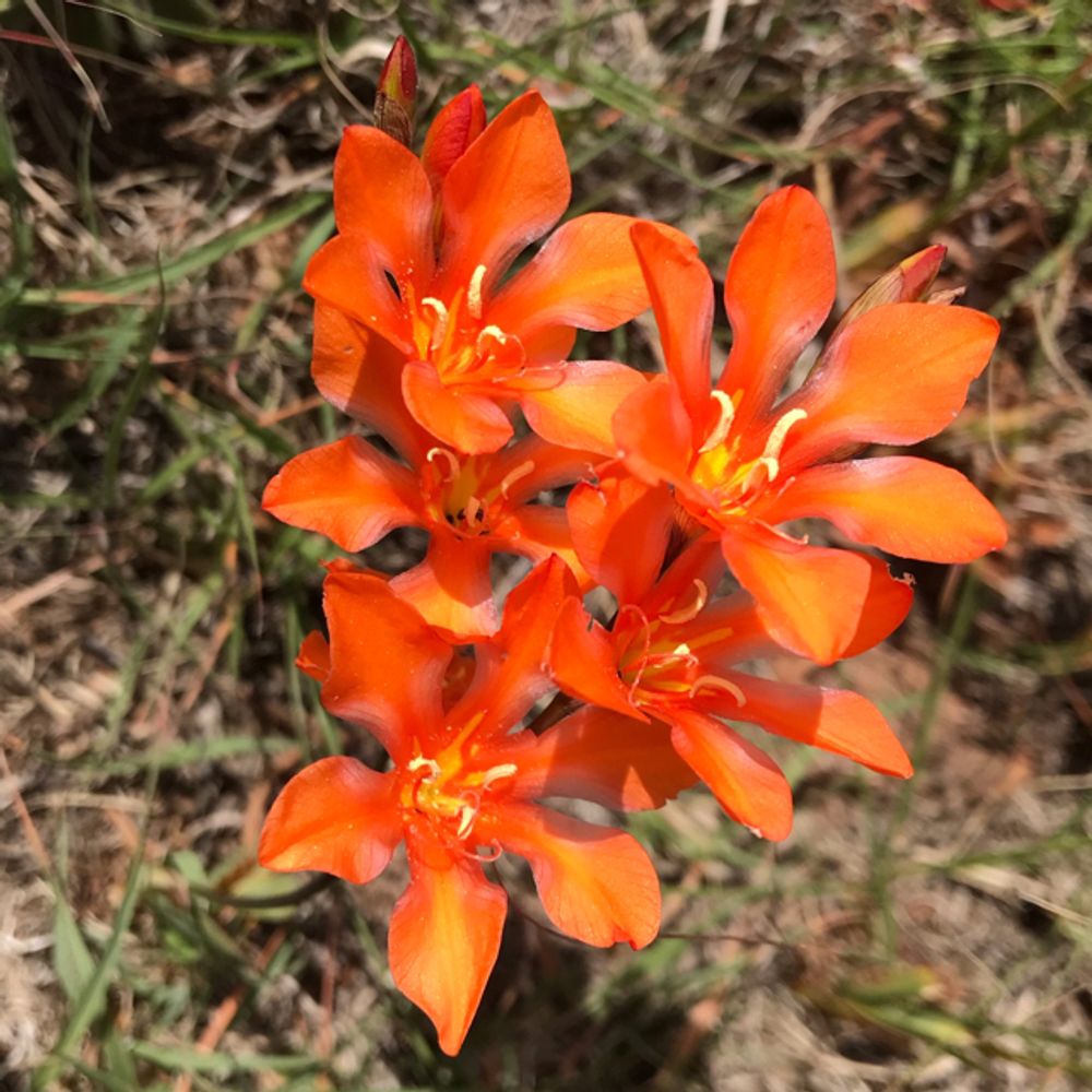 Flame freesia (Tritonia crocata) - Image 1 of 10