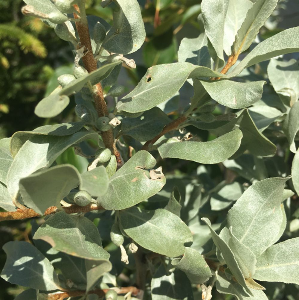 Silverberry