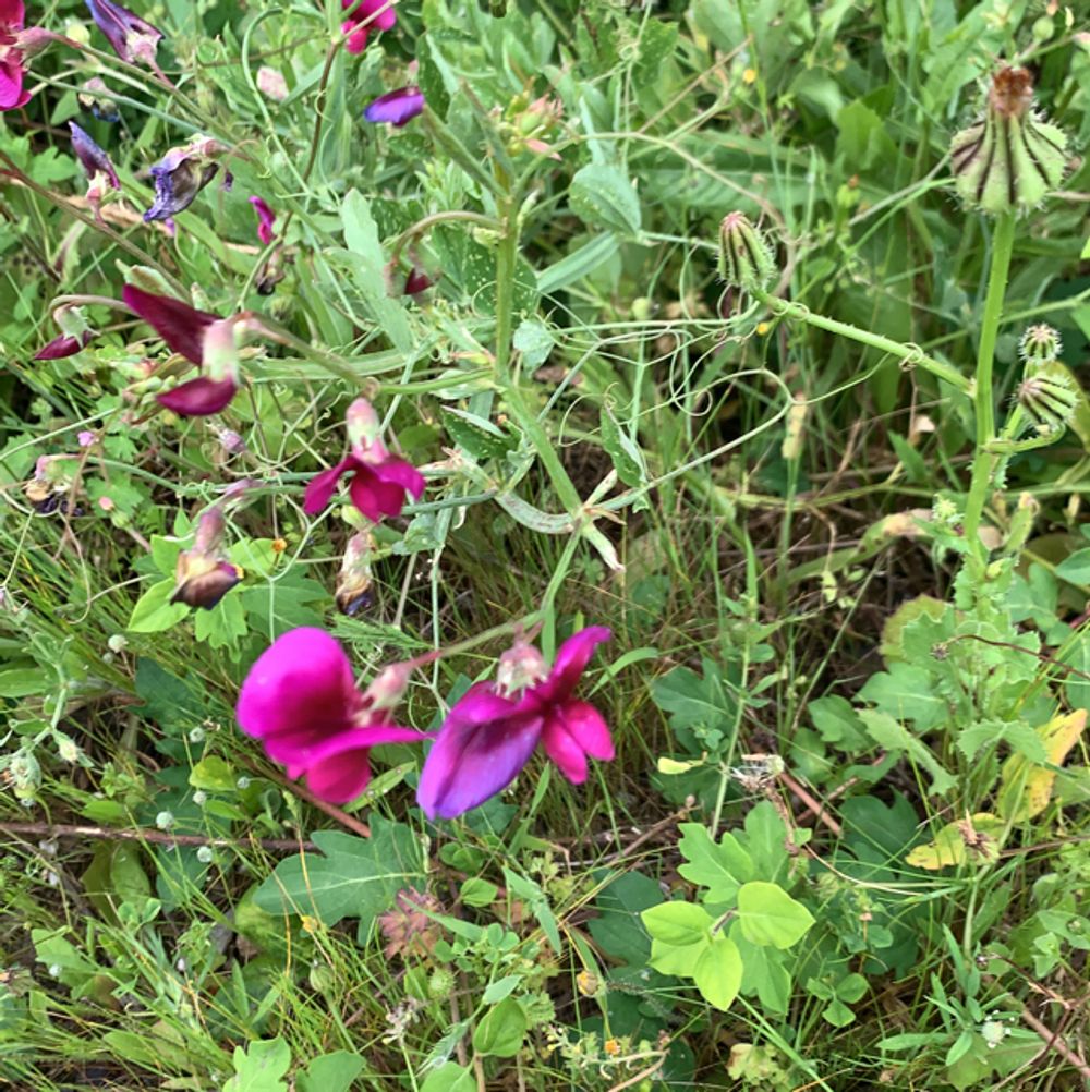 Tangier pea