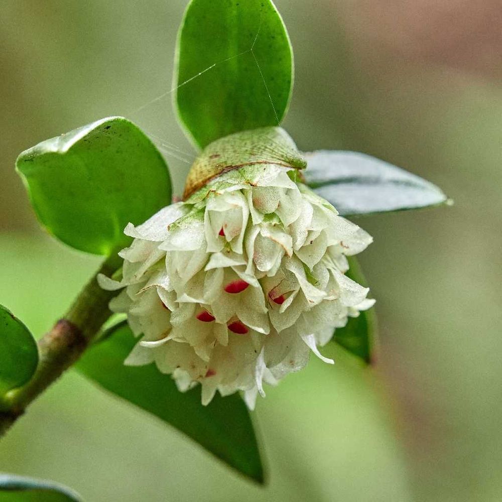 Privet riceflower