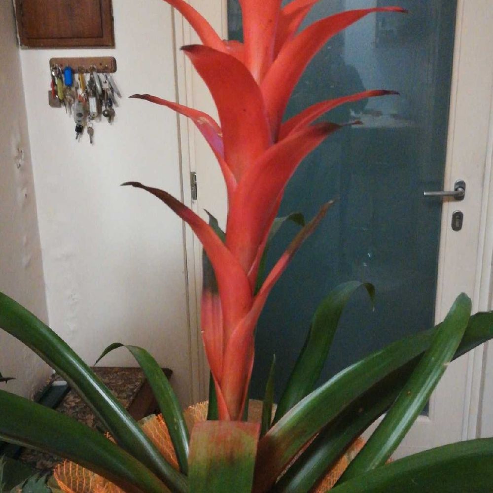 How to care for Wittmack's guzmania - Complete Plant Care Guide | PlantSnap  - Plantsnap - Identify Plants, Trees, Mushrooms With An App