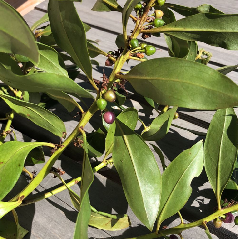 Ngaio
