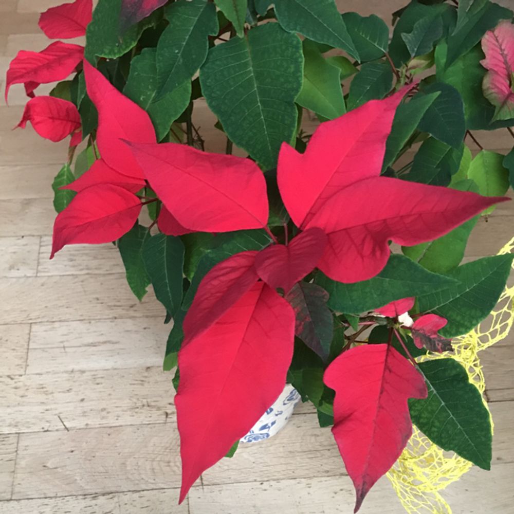 Poinsettia