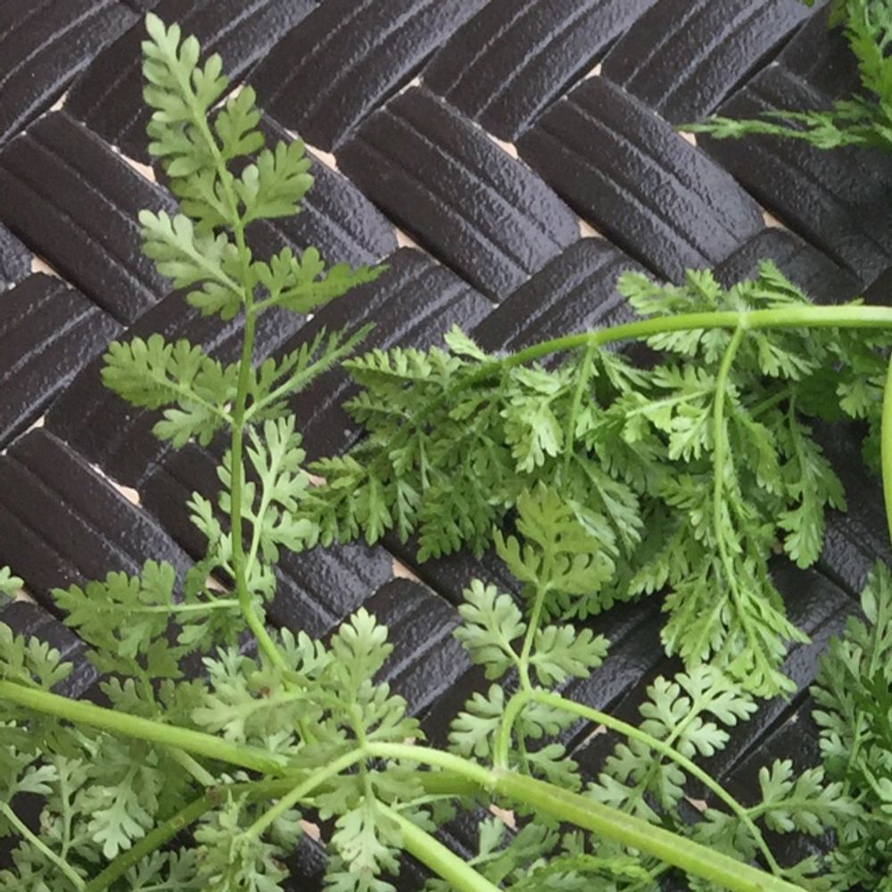 Plantsnap Identify Plants, Trees, Mushrooms With An App