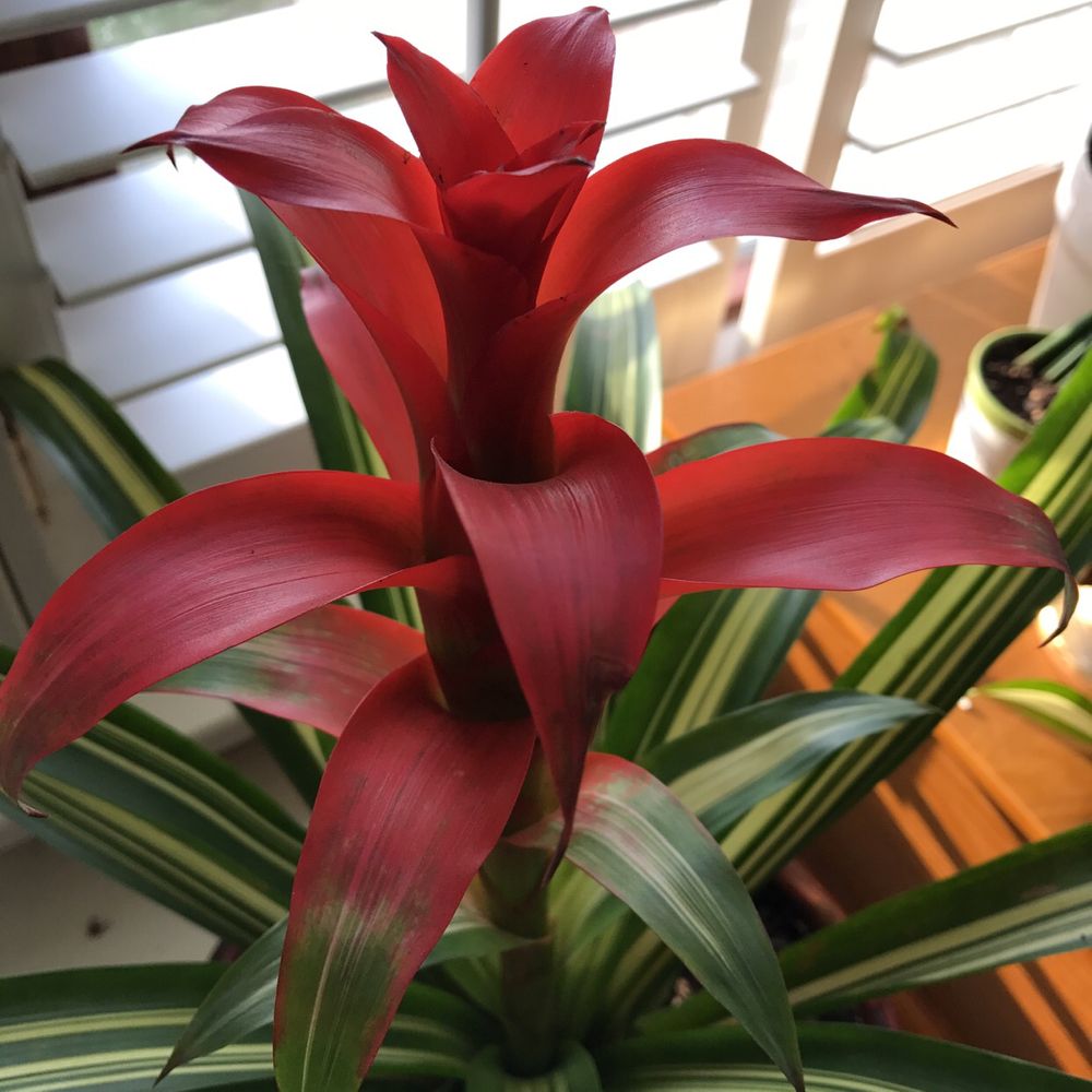Scarlet star