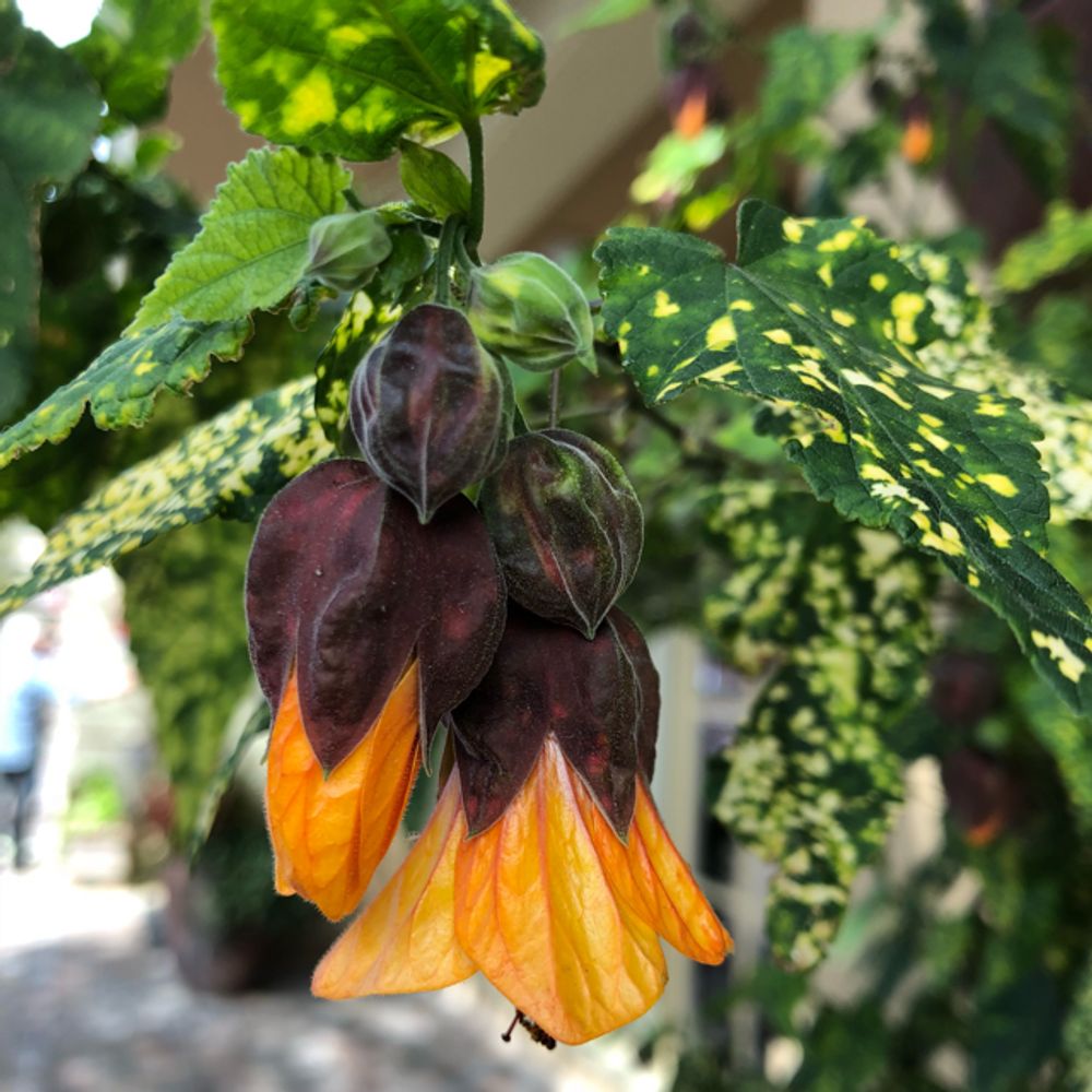 Flowering maple
