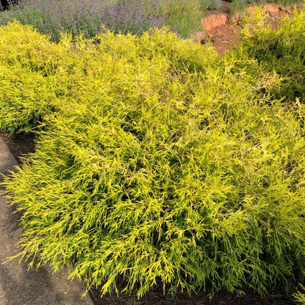 Monterey cypress