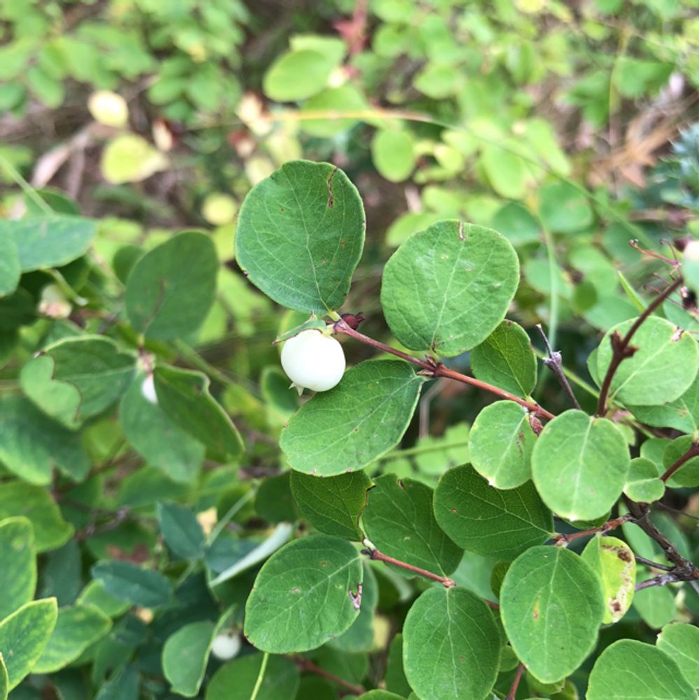 Common snowberry