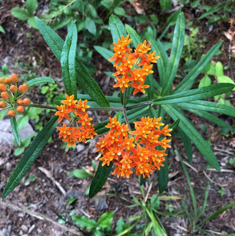Butterfly weed