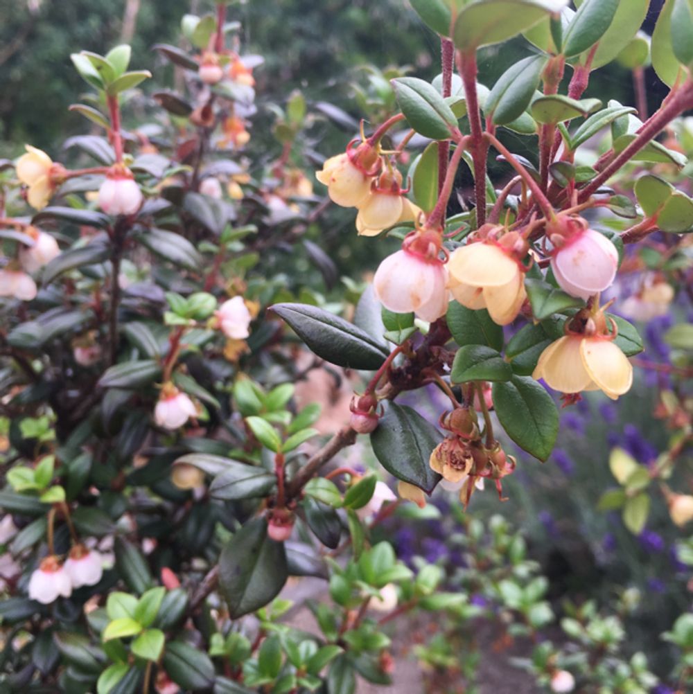 Chilean guava