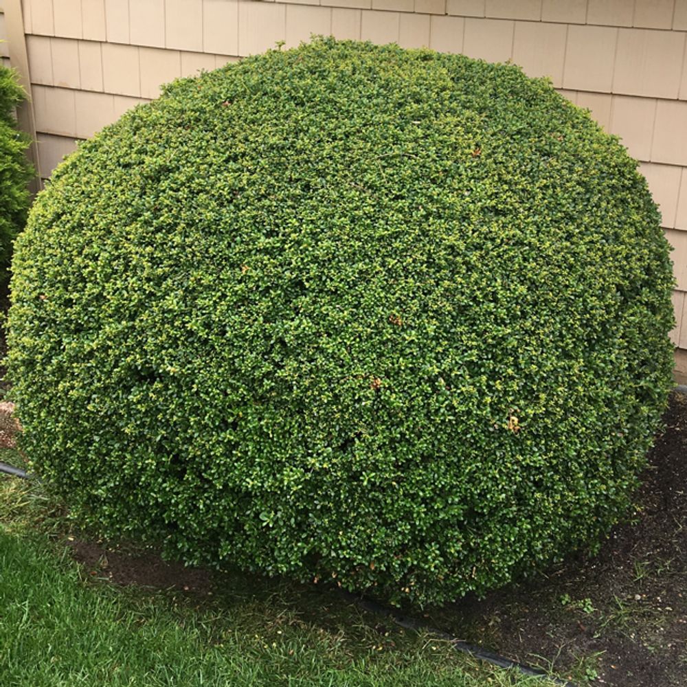 Boxwood