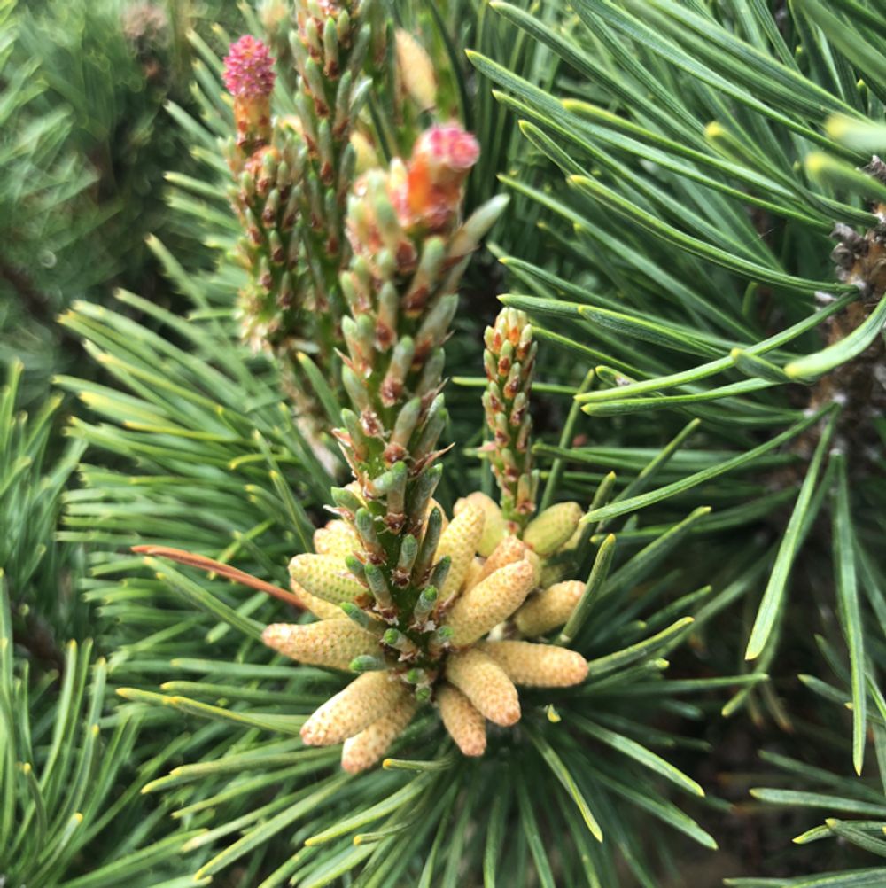 Mountain pine