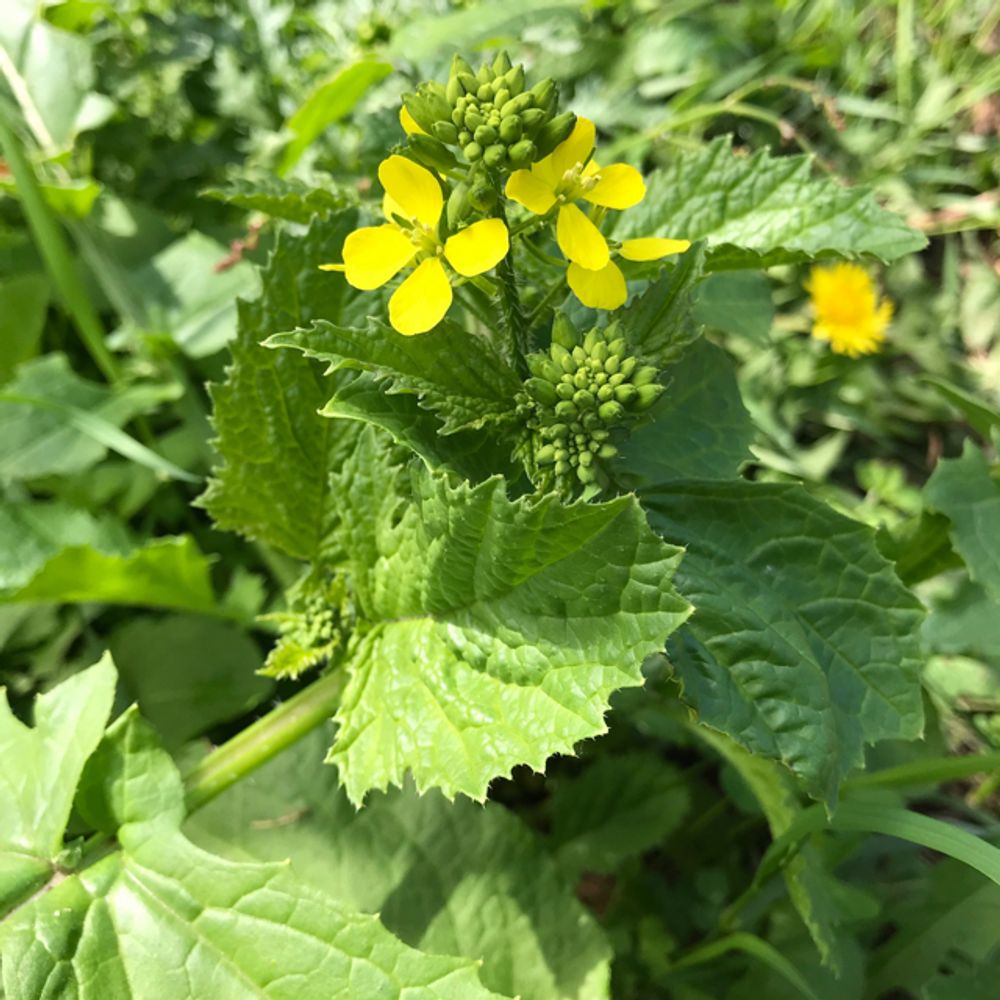 How to care for Charlock - Complete Plant Care Guide | PlantSnap -  Plantsnap - Identify Plants, Trees, Mushrooms With An App