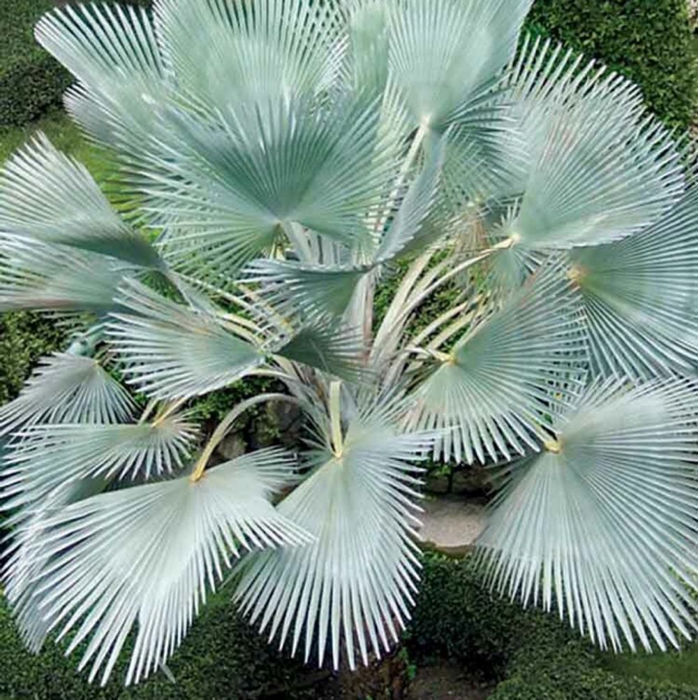 希少　レア　コペルニキア ホスピタ　Copernicia Hospita 希少 レア コペルニキア ホスピタ Copernicia Hospita - メルカリ