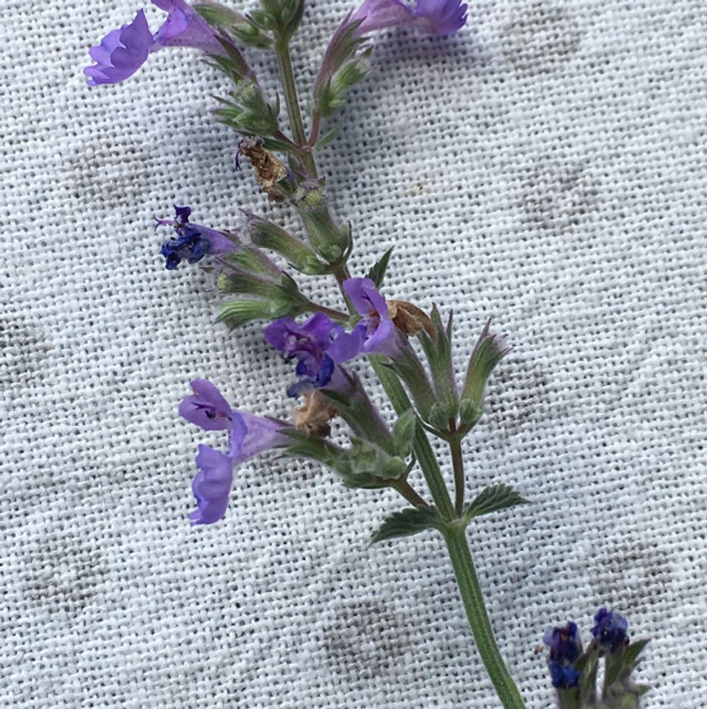 Dwarf mock pennyroyal